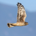 Ime datoteke=Pepelasti_lunj_Hen_harrier_Circus_cyaneus_Orli_Accipitridae_13.jpg
Velikost datoteke=181KB
Dimenzija=750x750
Datum objave=25.12.2016 Pepelasti_lunj_Hen_harrier_Circus_cyaneus_Orli_Accipitridae_13.jpg