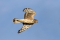 Ime datoteke=Pepelasti_lunj_Hen_harrier_Circus_cyaneus_Orli_Accipitridae_15.jpg
Velikost datoteke=160KB
Dimenzija=900x600
Datum objave=13.07.2017 Pepelasti_lunj_Hen_harrier_Circus_cyaneus_Orli_Accipitridae_15.jpg