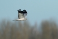 Ime datoteke=Pepelasti_lunj_Hen_harrier_Circus_cyaneus_Orli_Accipitridae_18.jpg
Velikost datoteke=167KB
Dimenzija=900x600
Datum objave=08.03.2018 Pepelasti_lunj_Hen_harrier_Circus_cyaneus_Orli_Accipitridae_18.jpg