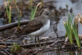Pikasti_martinec_Green_sandpiper_Tringa_ochropus_Kljunaci_Scolopacidae_01.jpg