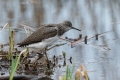 Pikasti_martinec_Green_sandpiper_Tringa_ochropus_Kljunaci_Scolopacidae_02.jpg