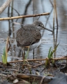 Pikasti_martinec_Green_sandpiper_Tringa_ochropus_Kljunaci_Scolopacidae_03.jpg