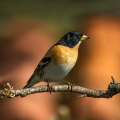 Ime datoteke=Pinoza_Brambling_14.jpg
Velikost datoteke=237KB
Dimenzija=750x750
Datum objave=26.10.2013 Pinoza_Brambling_14.jpg