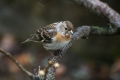 Ime datoteke=Pinoza_Brambling_15.jpg
Velikost datoteke=204KB
Dimenzija=900x600
Datum objave=17.01.2015 Pinoza_Brambling_15.jpg