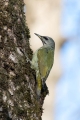 Ime datoteke=Pivka_Grey_headed_woodpecker_Picus_canus_Zolne_Picidae_01.jpg
Velikost datoteke=315KB
Dimenzija=600x900
Datum objave=08.05.2016 Pivka_Grey_headed_woodpecker_Picus_canus_Zolne_Picidae_01.jpg