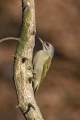 Ime datoteke=Pivka_Grey_headed_woodpecker_Picus_canus_Zolne_Picidae_07.jpg
Velikost datoteke=229KB
Dimenzija=600x900
Datum objave=05.03.2018 Pivka_Grey_headed_woodpecker_Picus_canus_Zolne_Picidae_07.jpg