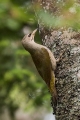 Ime datoteke=Pivka_Grey_headed_woodpecker_Picus_canus_Zolne_Picidae_10.jpg
Velikost datoteke=309KB
Dimenzija=600x900
Datum objave=11.10.2018 Pivka_Grey_headed_woodpecker_Picus_canus_Zolne_Picidae_10.jpg