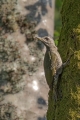 Ime datoteke=Pivka_Grey_headed_woodpecker_Picus_canus_Zolne_Picidae_21.jpg
Velikost datoteke=292KB
Dimenzija=600x900
Datum objave=22.03.2019 Pivka_Grey_headed_woodpecker_Picus_canus_Zolne_Picidae_21.jpg