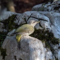 Ime datoteke=Pivka_Grey_headed_woodpecker_Picus_canus_Zolne_Picidae_22.jpg
Velikost datoteke=312KB
Dimenzija=750x750
Datum objave=03.05.2019 Pivka_Grey_headed_woodpecker_Picus_canus_Zolne_Picidae_22.jpg