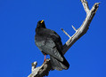 Ime datoteke=Planinska_kavka_Alpine_chough_Pyrrhocorax_graculus_07.jpg
Velikost datoteke=159KB
Dimenzija=800x586
Datum objave=21.03.2010 Planinska_kavka_Alpine_chough_Pyrrhocorax_graculus_07.jpg