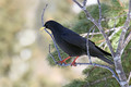 Ime datoteke=Planinska_kavka_Alpine_chough_Pyrrhocorax_graculus_08.jpg
Velikost datoteke=120KB
Dimenzija=850x567
Datum objave=22.09.2010 Planinska_kavka_Alpine_chough_Pyrrhocorax_graculus_08.jpg