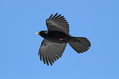 Ime datoteke=Planinska_kavka_Alpine_chough_Pyrrhocorax_graculus_09.jpg
Velikost datoteke=161KB
Dimenzija=800x533
Datum objave=30.08.2010 Planinska_kavka_Alpine_chough_Pyrrhocorax_graculus_09.jpg