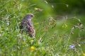 Planinska_pevka_Alpine_accentor_04.jpg