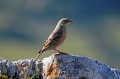 Planinska_pevka_Alpine_accentor_06.jpg