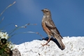 Planinska_pevka_Alpine_accentor_08.jpg