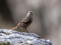 Planinska_pevka_Alpine_accentor_10.jpg
