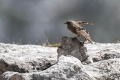 Planinska_pevka_Alpine_accentor_13.jpg
