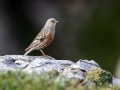 Ime datoteke=Planinska_pevka_Alpine_accentor_14.jpg
Velikost datoteke=244KB
Dimenzija=900x675
Datum objave=13.07.2017 Planinska_pevka_Alpine_accentor_14.jpg