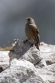 Planinska_pevka_Alpine_accentor_16.jpg