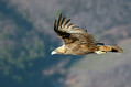 Ime datoteke=Planinski_orel_Golden_eagle_06.jpg
Velikost datoteke=103KB
Dimenzija=800x533
Datum objave=29.01.2011 Planinski_orel_Golden_eagle_06.jpg