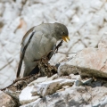 Ime datoteke=Planinski_vrabec_Snowfinch_06~0.jpg
Velikost datoteke=259KB
Dimenzija=750x750
Datum objave=05.02.2015 Planinski_vrabec_Snowfinch_06~0.jpg
