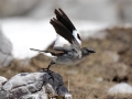 Ime datoteke=Planinski_vrabec_Snowfinch_11.jpg
Velikost datoteke=228KB
Dimenzija=900x675
Datum objave=25.12.2016 Planinski_vrabec_Snowfinch_11.jpg