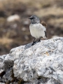 Ime datoteke=Planinski_vrabec_Snowfinch_16.jpg
Velikost datoteke=332KB
Dimenzija=675x900
Datum objave=09.01.2018 Planinski_vrabec_Snowfinch_16.jpg