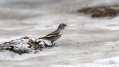 Ime datoteke=Planinski_vrabec_Snowfinch_18.jpg
Velikost datoteke=236KB
Dimenzija=1000x562
Datum objave=09.01.2018 Planinski_vrabec_Snowfinch_18.jpg