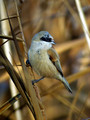 Ime datoteke=Plasica_Penduline_tit_13.jpg
Velikost datoteke=145KB
Dimenzija=600x800
Datum objave=04.12.2009 Plasica_Penduline_tit_13.jpg