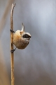 Ime datoteke=Plasica_Penduline_tit_16.jpg
Velikost datoteke=204KB
Dimenzija=600x900
Datum objave=03.05.2014 Plasica_Penduline_tit_16.jpg