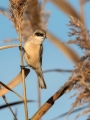 Ime datoteke=Plasica_Penduline_tit_17.jpg
Velikost datoteke=229KB
Dimenzija=675x900
Datum objave=07.01.2015 Plasica_Penduline_tit_17.jpg