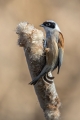 Ime datoteke=Plasica_Penduline_tit_23.jpg
Velikost datoteke=207KB
Dimenzija=600x900
Datum objave=19.10.2016 Plasica_Penduline_tit_23.jpg