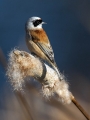 Ime datoteke=Plasica_Penduline_tit_24.jpg
Velikost datoteke=232KB
Dimenzija=675x900
Datum objave=25.12.2015 Plasica_Penduline_tit_24.jpg