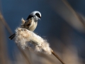 Ime datoteke=Plasica_Penduline_tit_25.jpg
Velikost datoteke=219KB
Dimenzija=900x675
Datum objave=08.05.2016 Plasica_Penduline_tit_25.jpg