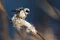 Ime datoteke=Plasica_Penduline_tit_29.jpg
Velikost datoteke=198KB
Dimenzija=900x600
Datum objave=08.08.2017 Plasica_Penduline_tit_29.jpg