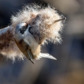 Ime datoteke=Plasica_Penduline_tit_32.jpg
Velikost datoteke=246KB
Dimenzija=750x750
Datum objave=14.12.2017 Plasica_Penduline_tit_32.jpg