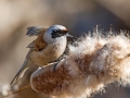 Plasica_Penduline_tit_38.jpg
