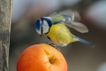 Plavcek_Blue_tit_17.jpg