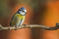 Plavcek_Blue_tit_21.jpg