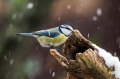 Plavcek_Blue_tit_24.jpg