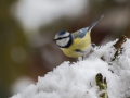 Plavcek_Blue_tit_47.jpg