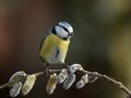 Plavcek_Blue_tit_50.jpg