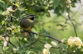 Ime datoteke=Plotni_strnad_Cirl_bunting_12.jpg
Velikost datoteke=282KB
Dimenzija=950x633
Datum objave=27.07.2016 Plotni_strnad_Cirl_bunting_12.jpg
