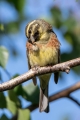 Ime datoteke=Plotni_strnad_Cirl_bunting_16.jpg
Velikost datoteke=245KB
Dimenzija=600x900
Datum objave=19.10.2016 Plotni_strnad_Cirl_bunting_16.jpg