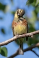 Ime datoteke=Plotni_strnad_Cirl_bunting_17.jpg
Velikost datoteke=231KB
Dimenzija=600x900
Datum objave=08.05.2019 Plotni_strnad_Cirl_bunting_17.jpg