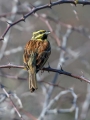 Ime datoteke=Plotni_strnad_Cirl_bunting_18.jpg
Velikost datoteke=171KB
Dimenzija=675x900
Datum objave=08.08.2017 Plotni_strnad_Cirl_bunting_18.jpg