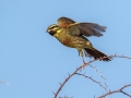 Ime datoteke=Plotni_strnad_Cirl_bunting_19.jpg
Velikost datoteke=201KB
Dimenzija=900x675
Datum objave=09.01.2018 Plotni_strnad_Cirl_bunting_19.jpg