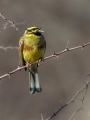 Ime datoteke=Plotni_strnad_Cirl_bunting_20.jpg
Velikost datoteke=133KB
Dimenzija=675x900
Datum objave=09.01.2018 Plotni_strnad_Cirl_bunting_20.jpg