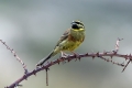 Ime datoteke=Plotni_strnad_Cirl_bunting_22.jpg
Velikost datoteke=237KB
Dimenzija=900x600
Datum objave=19.07.2019 Plotni_strnad_Cirl_bunting_22.jpg
