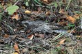 Ime datoteke=Podhujka_Nightjar_caprimulgus_europaeus_Lezetrudniki_Caprimulgidae_01.jpg
Velikost datoteke=159KB
Dimenzija=800x533
Datum objave=11.10.2009 Podhujka_Nightjar_caprimulgus_europaeus_Lezetrudniki_Caprimulgidae_01.jpg